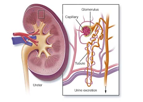 urology-icon